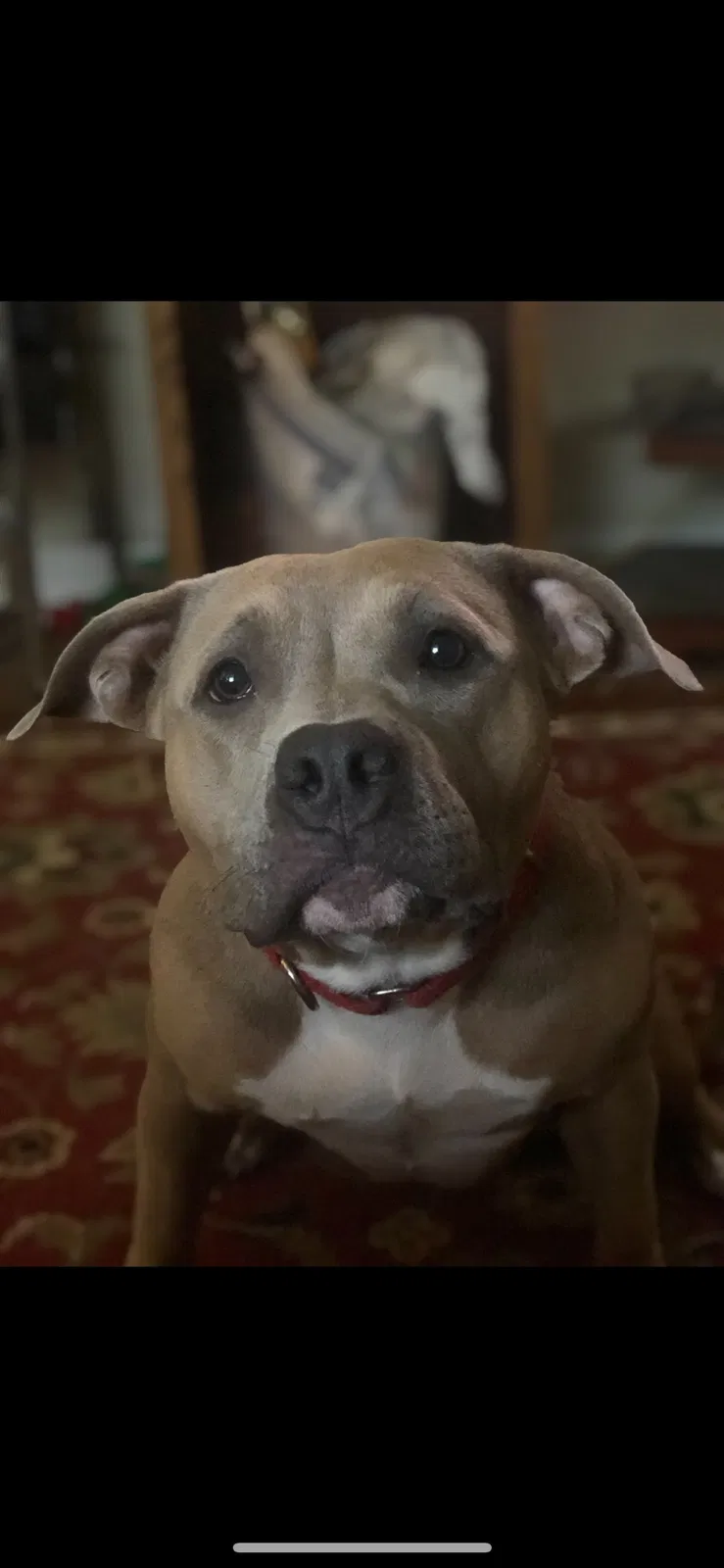 Lost dog in Kansas City, MO, 64129