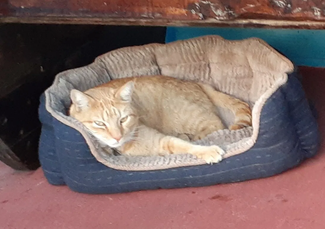 Lost cat in Sanford, FL, 32771