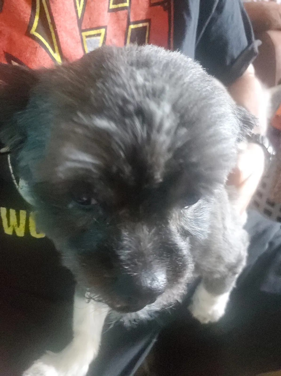 Lost dog in Glendale, AZ, 85308