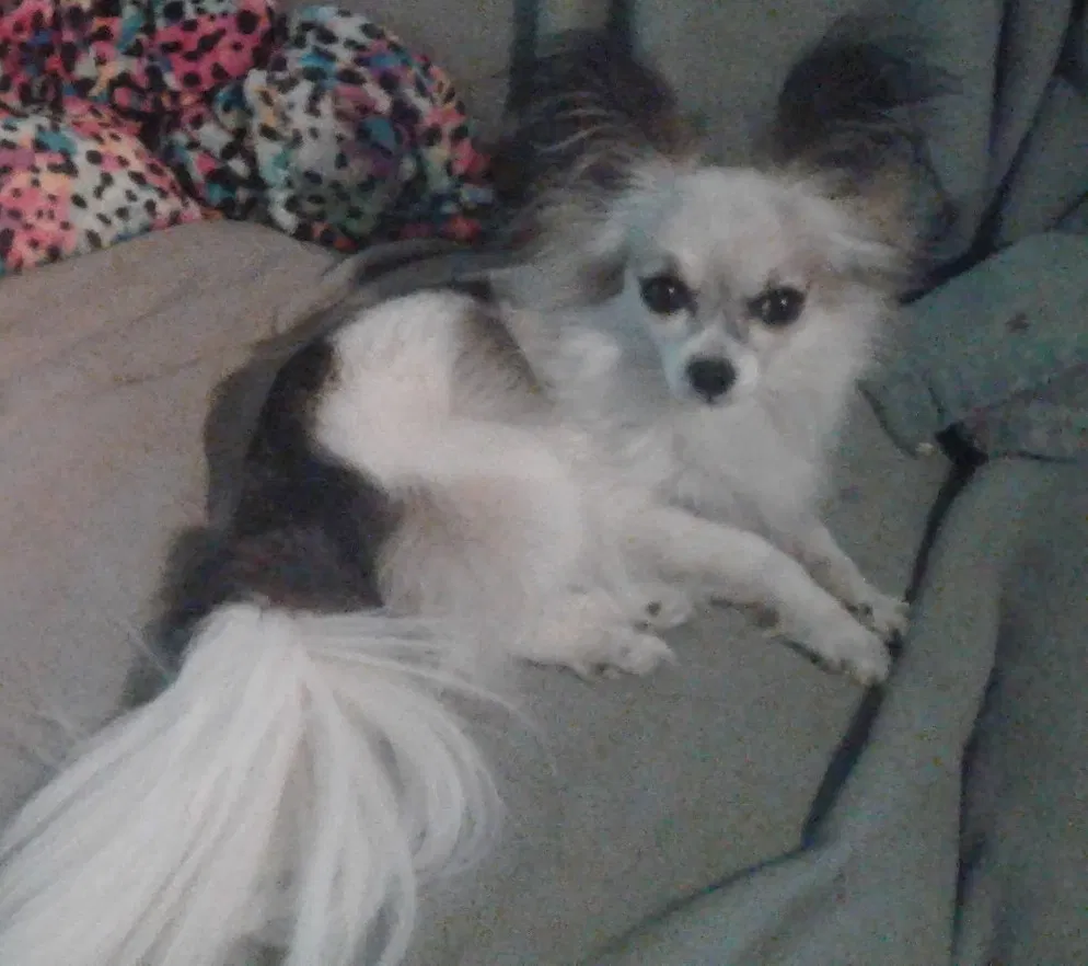Lost dog in Unknown, AR, 72976