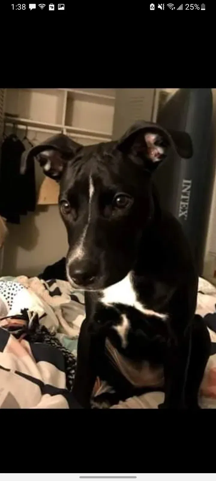 Lost dog in Indianapolis, IN, 46227