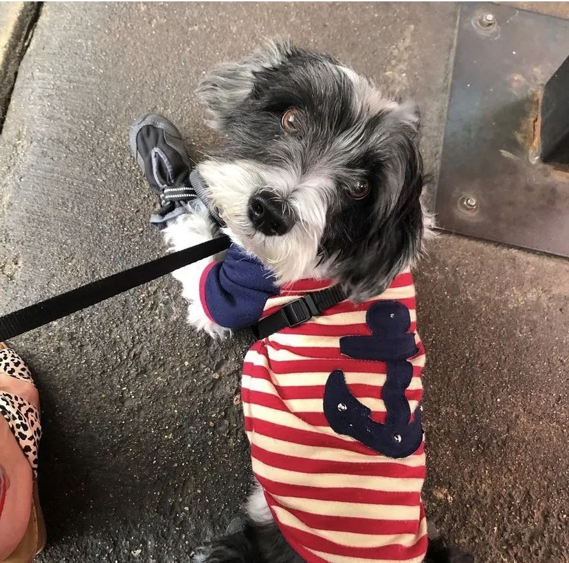 Lost dog in Surprise, AZ, 85387