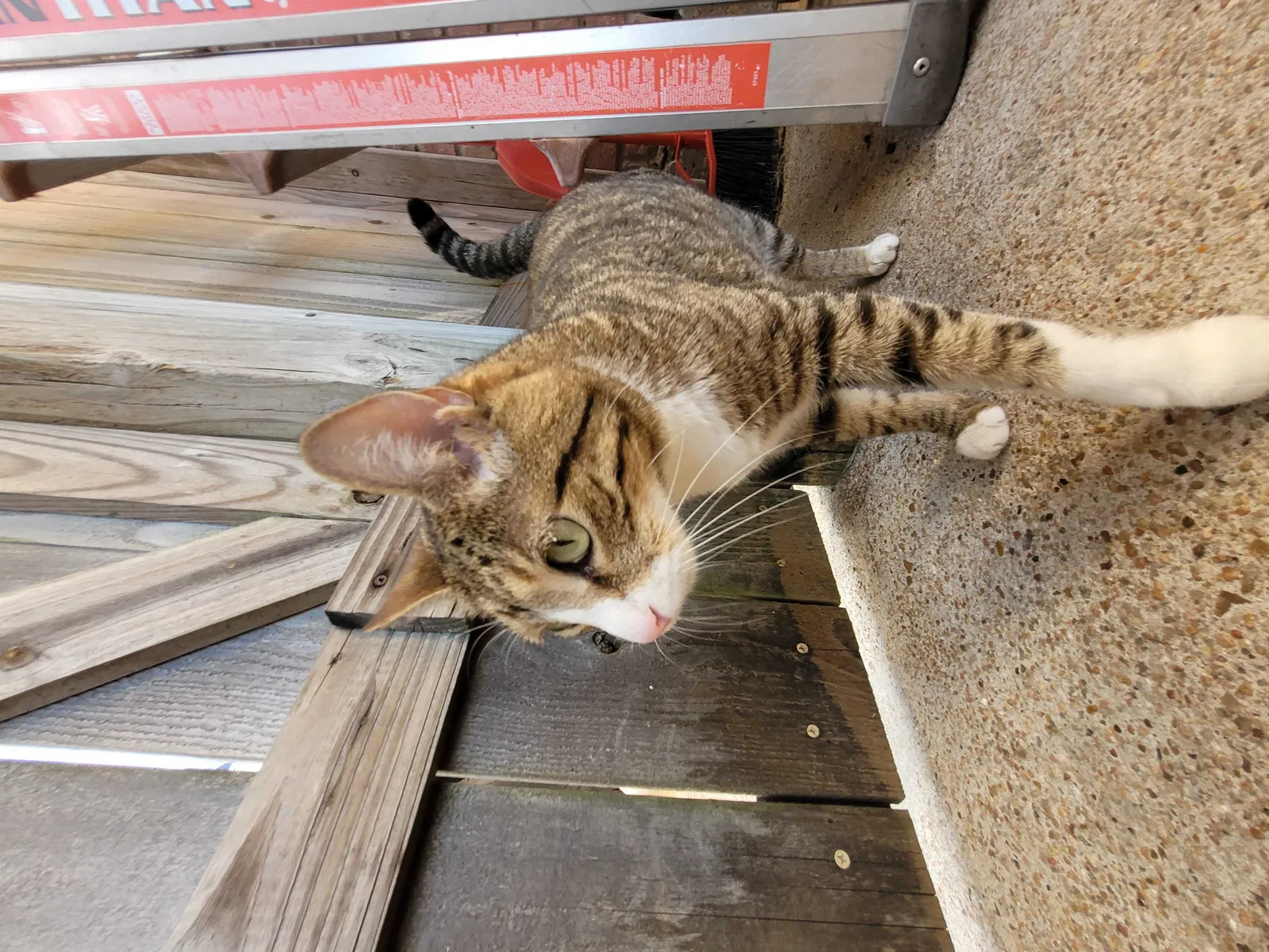 Lost cat in Missouri City, TX, 77489