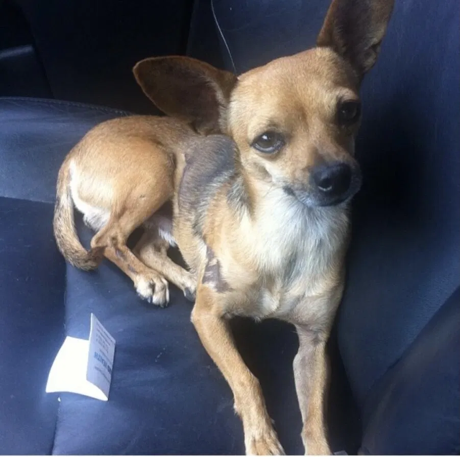 Lost dog in Hialeah, FL, 33018