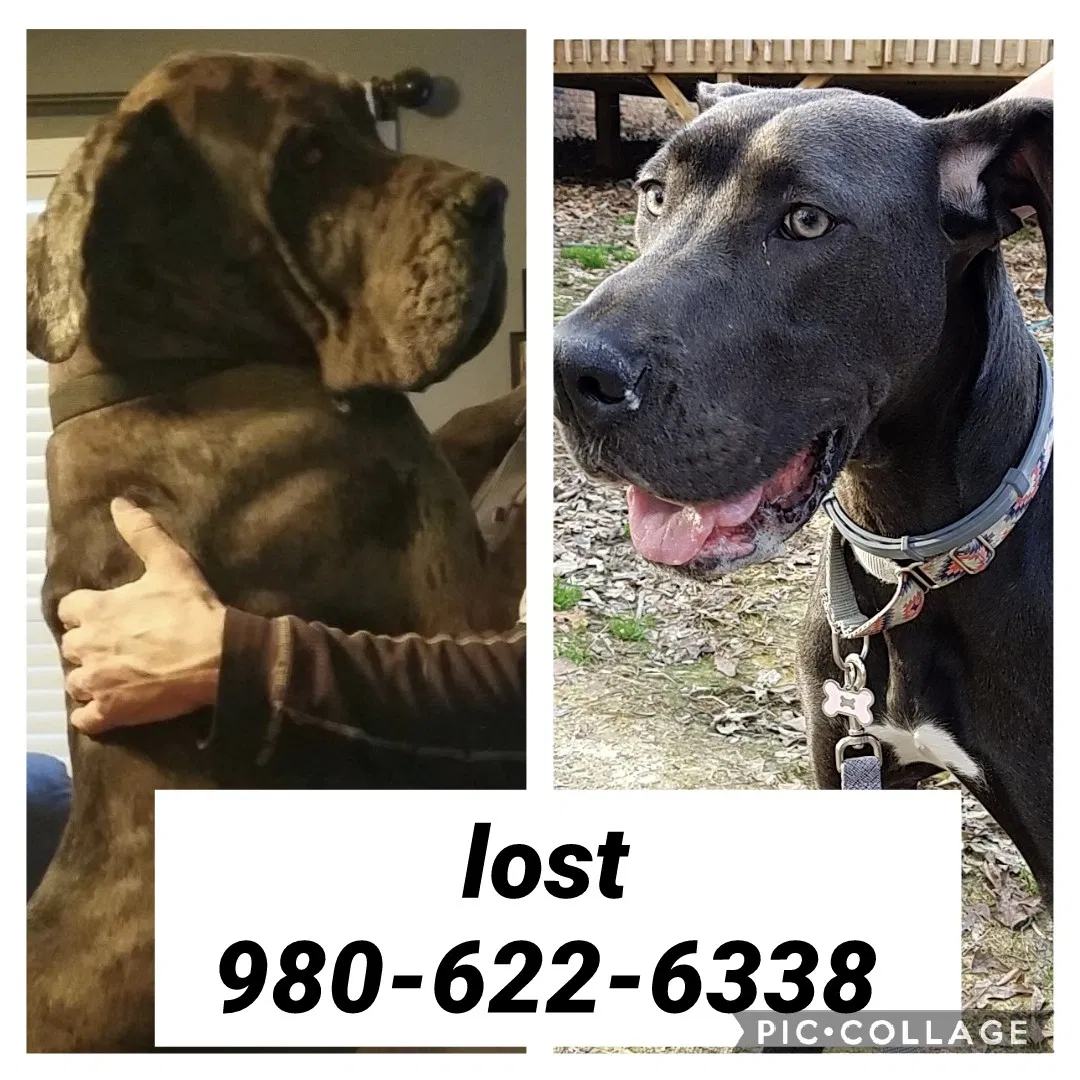 Lost dog in Mount Pleasant, NC, 28124