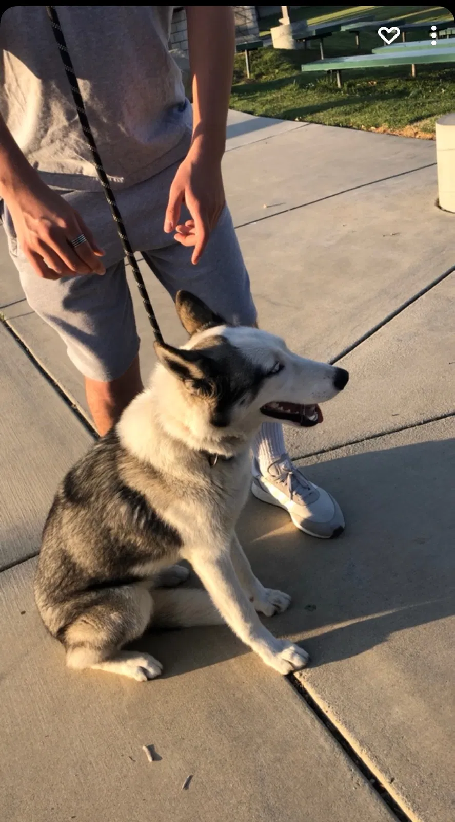 Lost dog in La Puente, CA, 91744