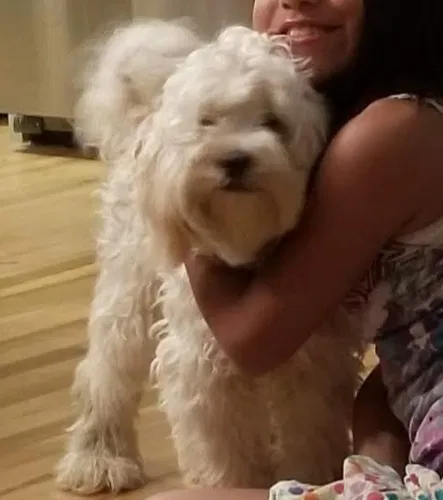 Lost dog in Northridge, CA, 91325