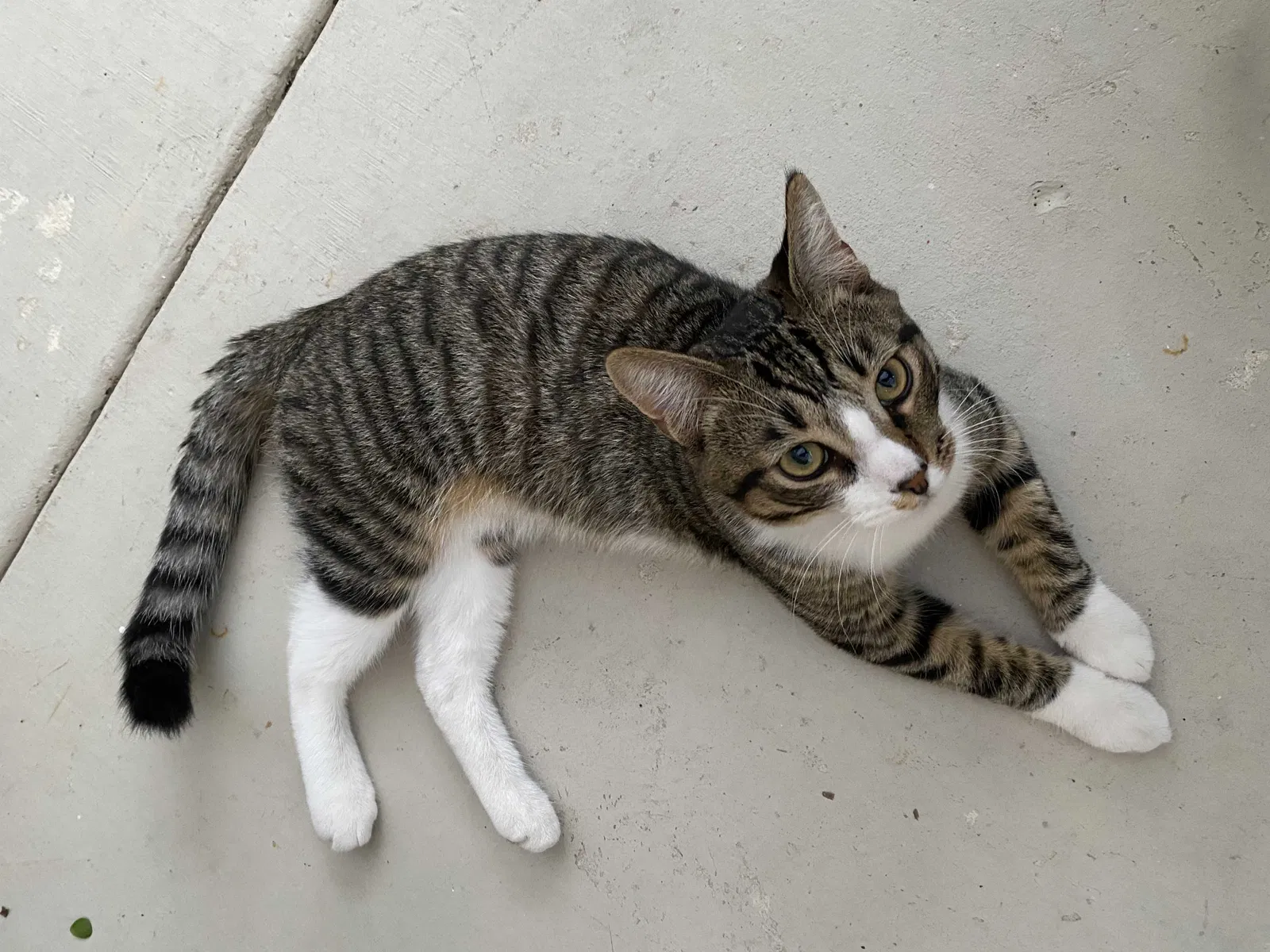 Lost cat in Irvine, CA, 92602