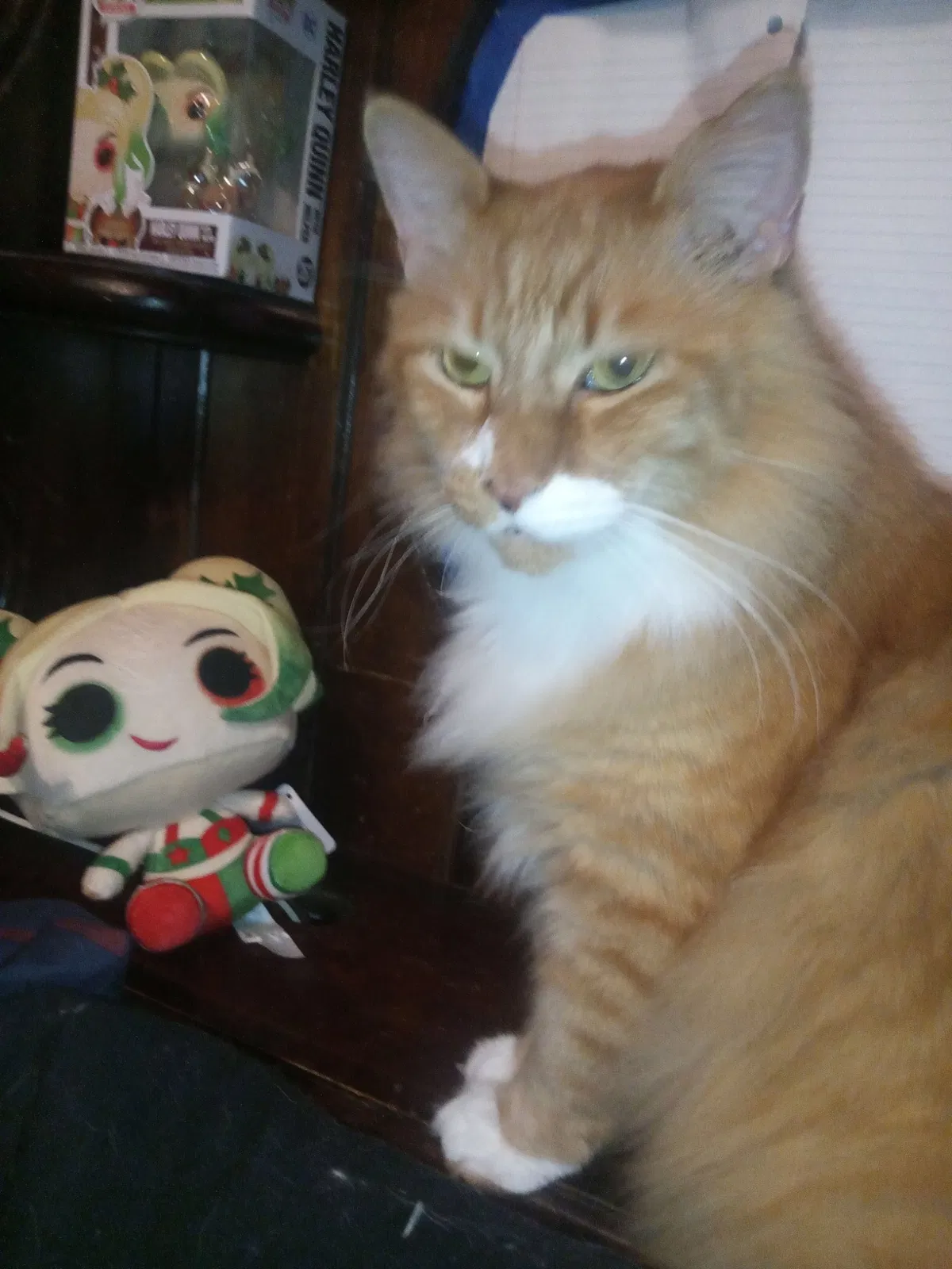 Lost cat in Jacksonville, FL, 32225