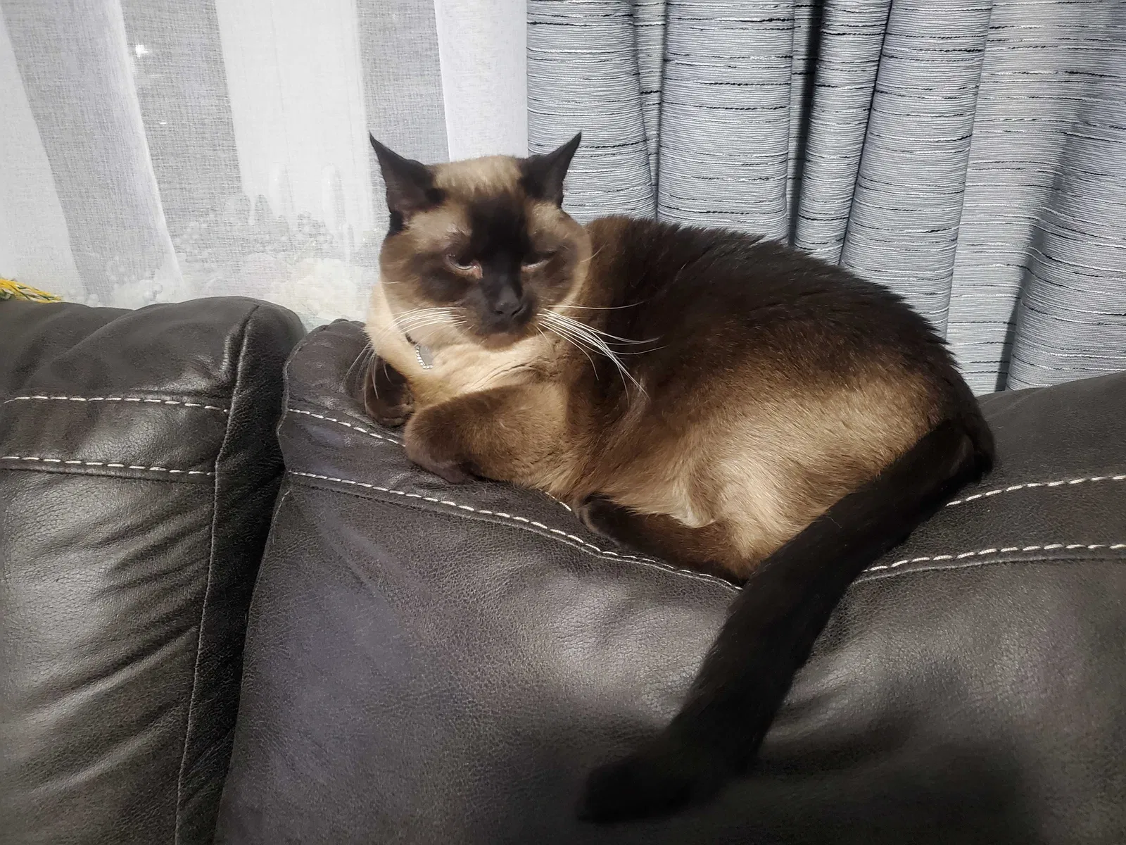 Lost cat in Milwaukee, WI, 53221