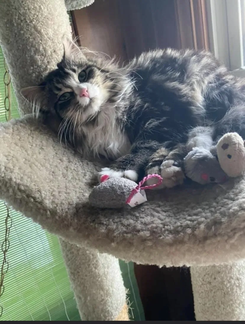 Lost cat in Franksville, WI, 53126
