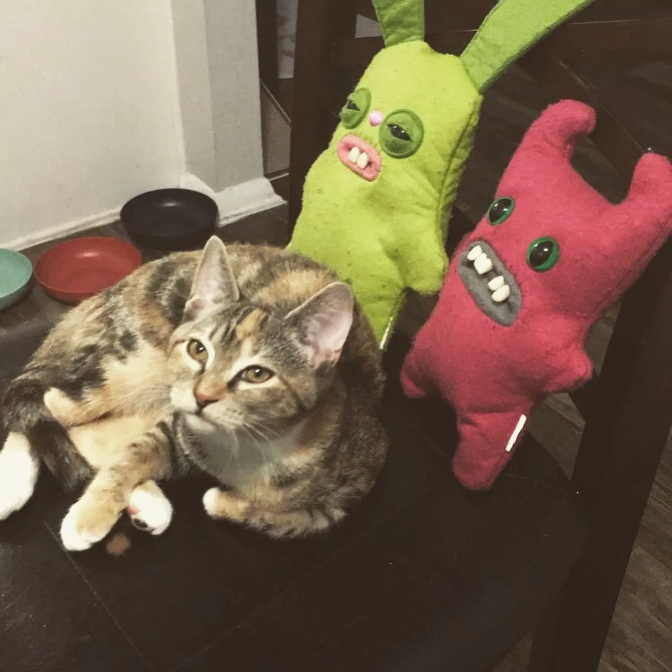 Lost cat in Jacksonville, FL, 32223