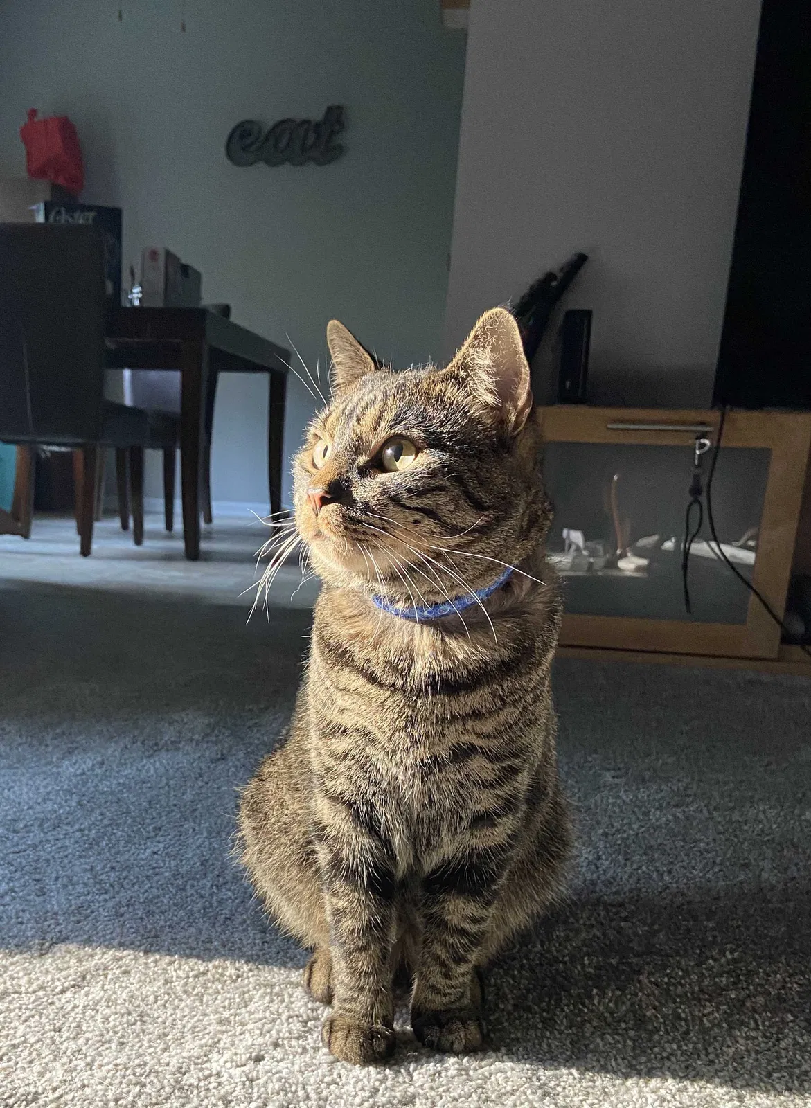 Lost cat in Lancaster, PA, 17602