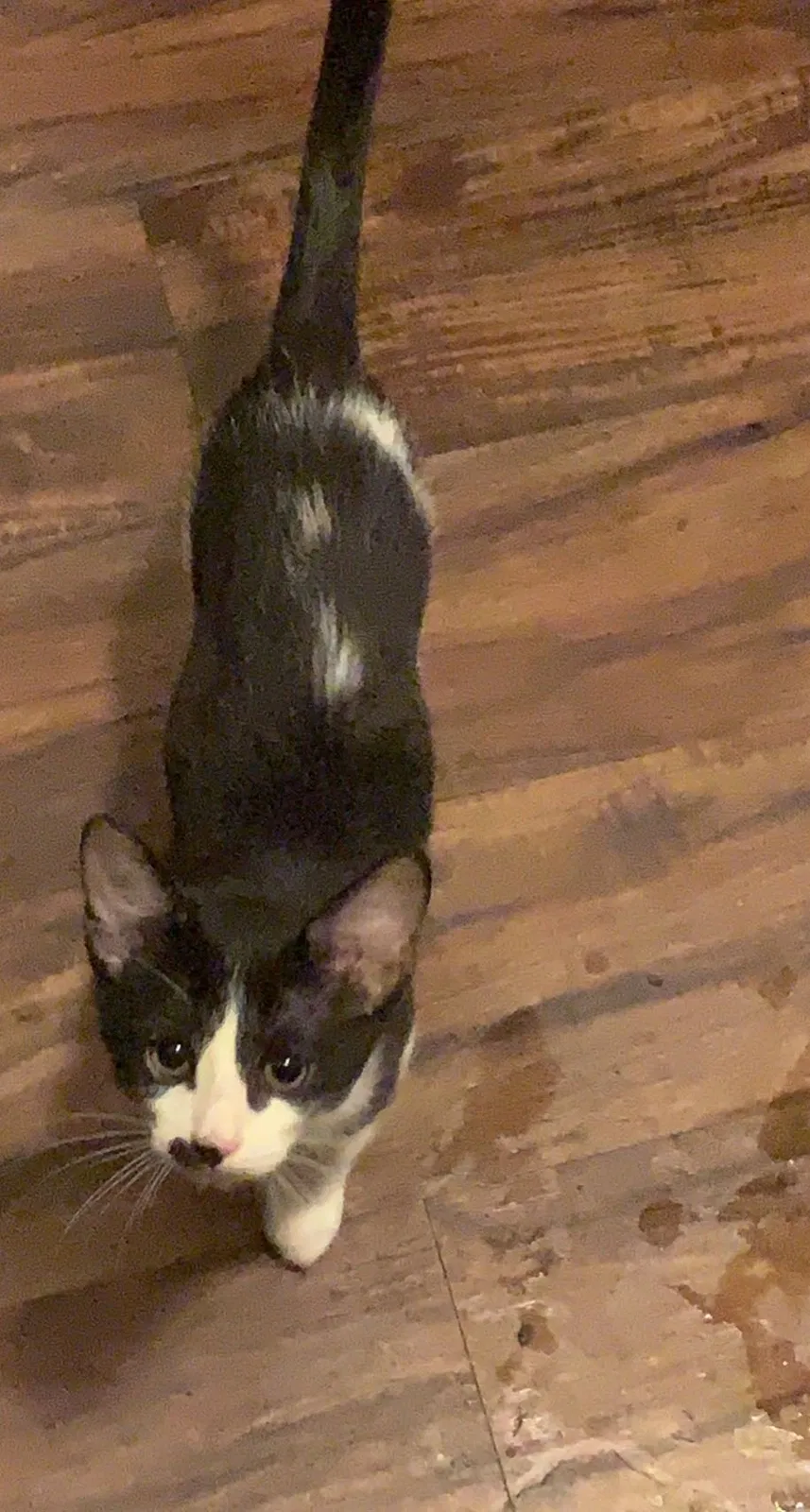 Lost cat in El Paso, TX, 79901