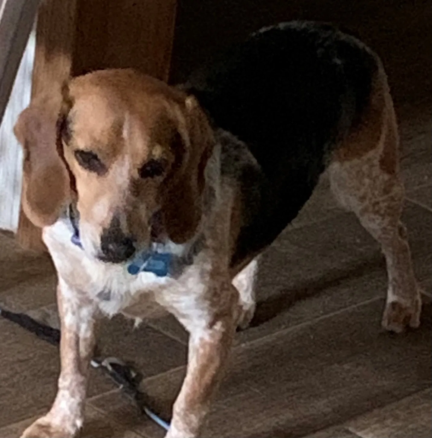 Lost dog in Yellow Spring, WV, 26865