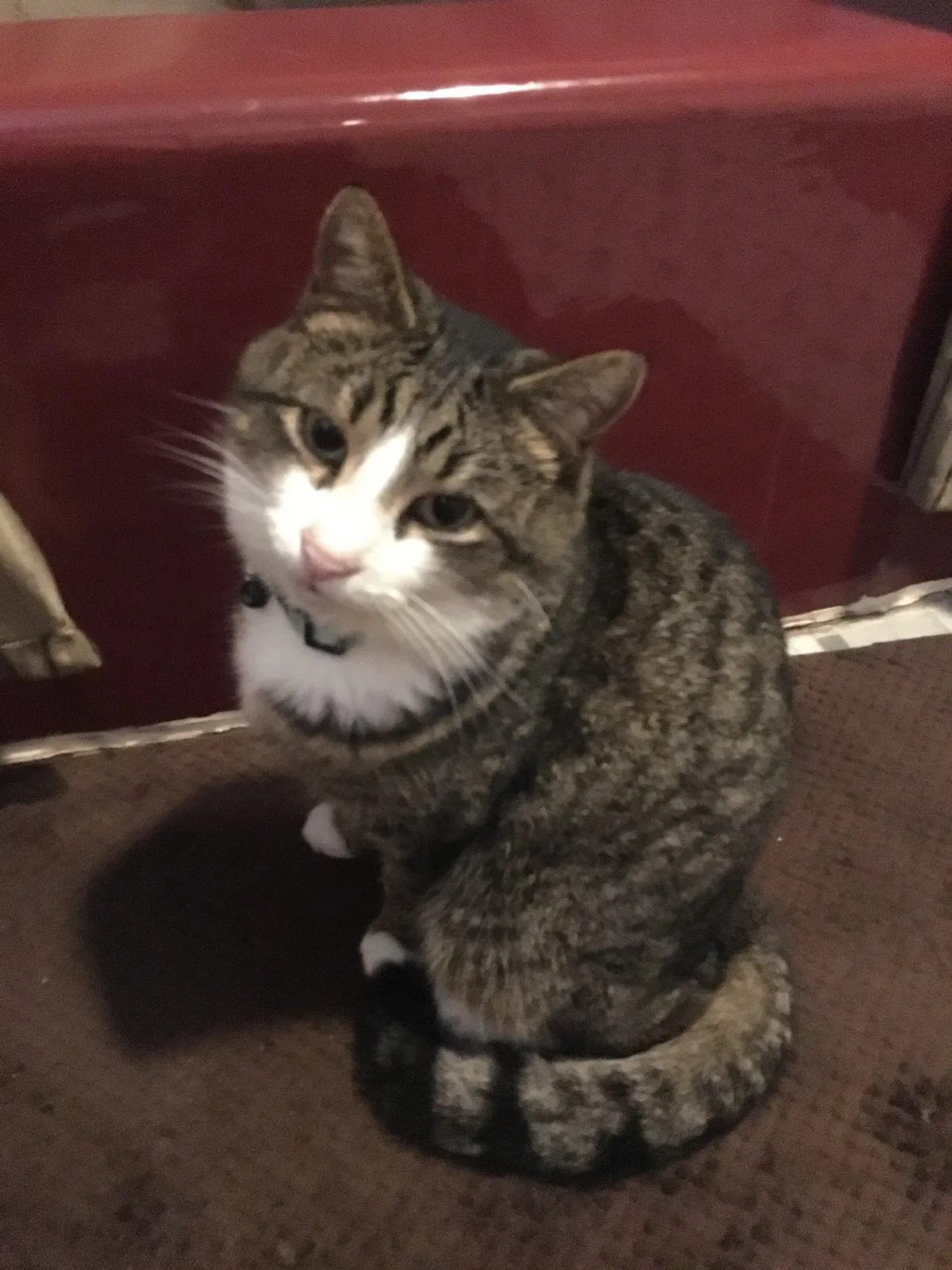 Lost cat in Centreville, VA, 20120