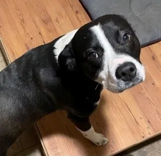 Lost dog in Yellow Spring, WV, 26865