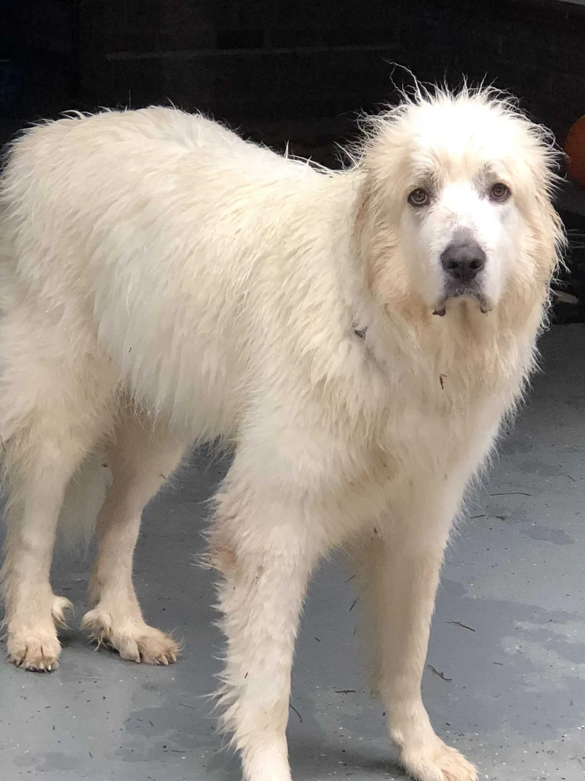 Lost dog in Mooresville, NC, 28117