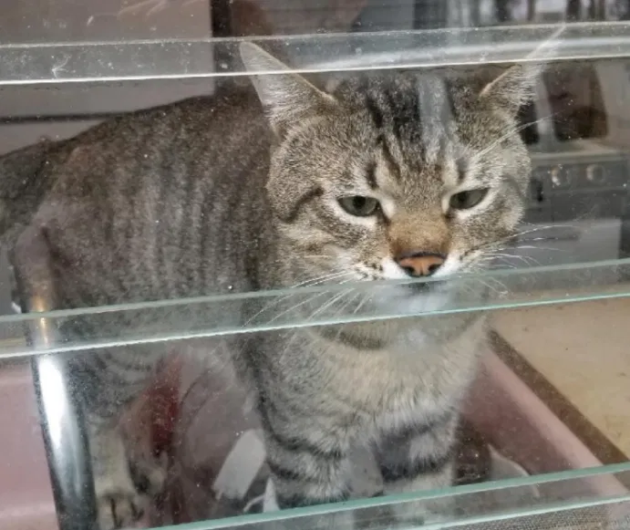 Lost cat in West Liberty, OH, 43357