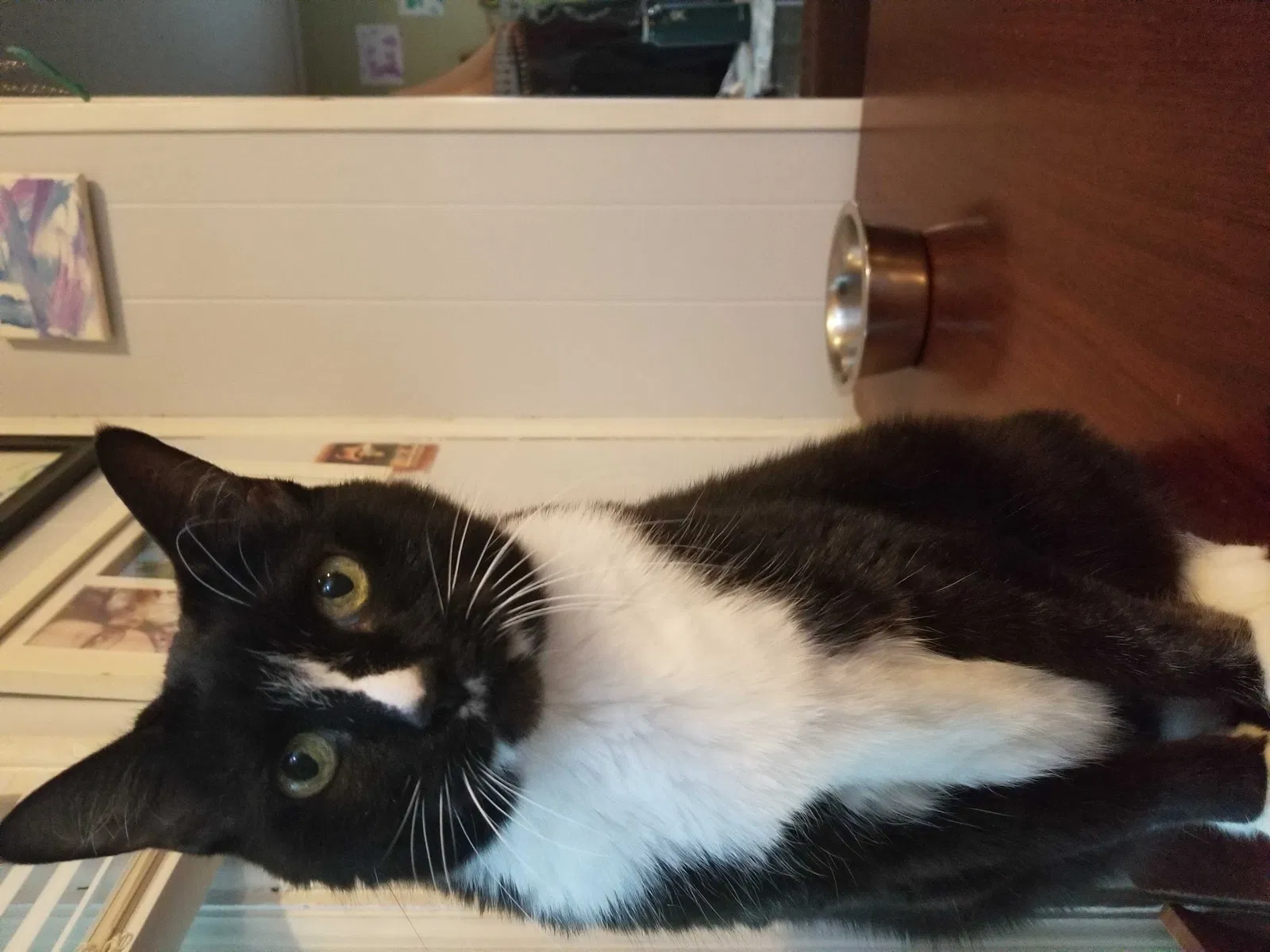 Lost cat in Antioch, TN, 37013