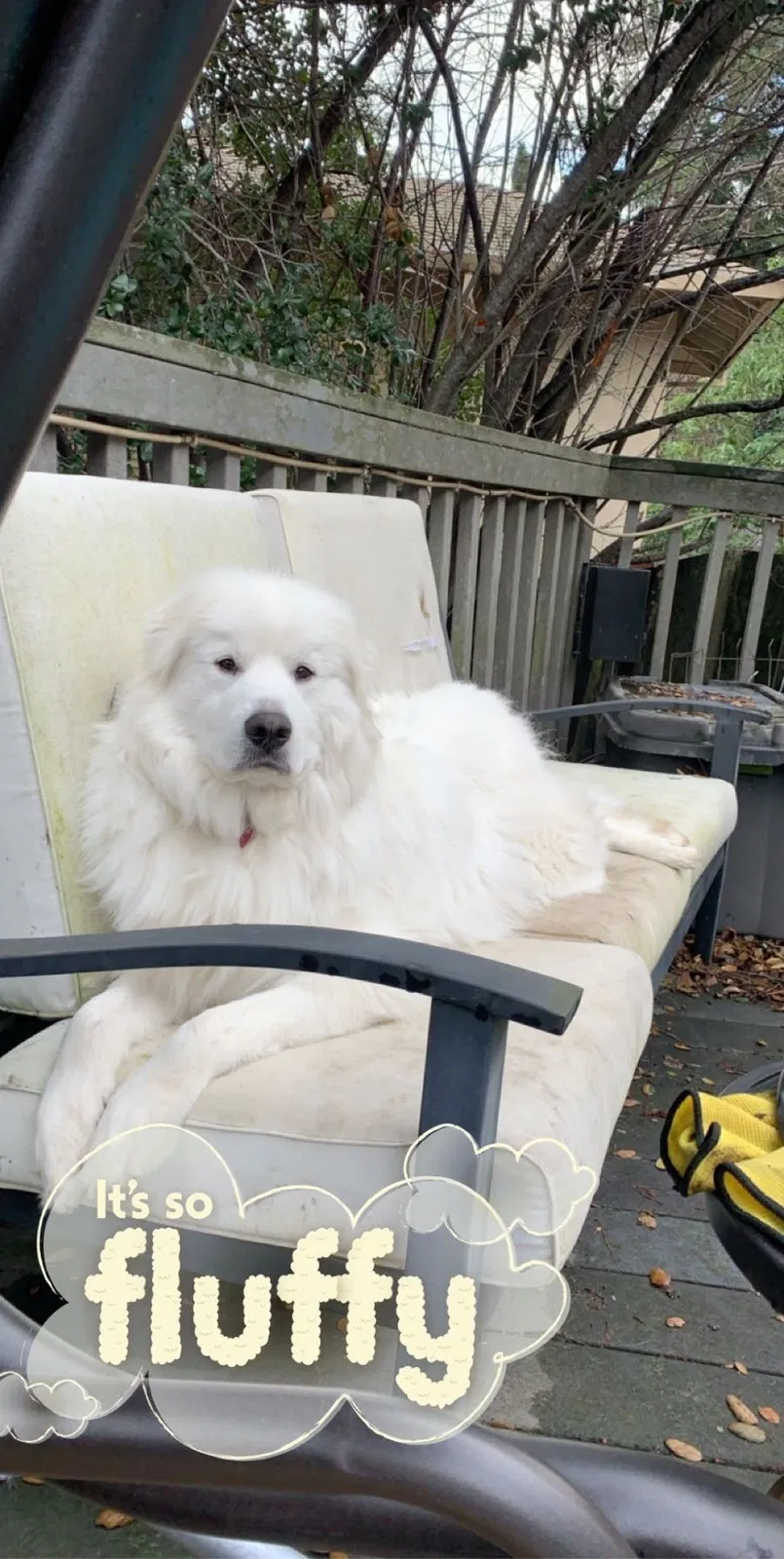 Lost dog in Castro Valley, CA, 94546