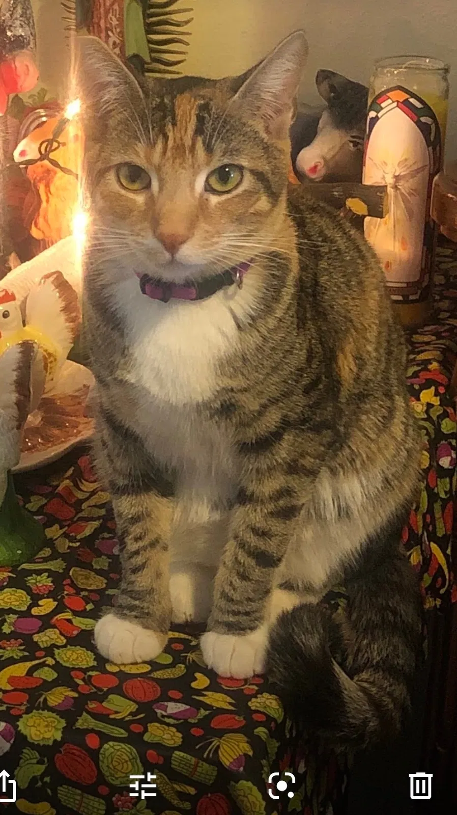 Lost cat in Oceanside, CA, 92056