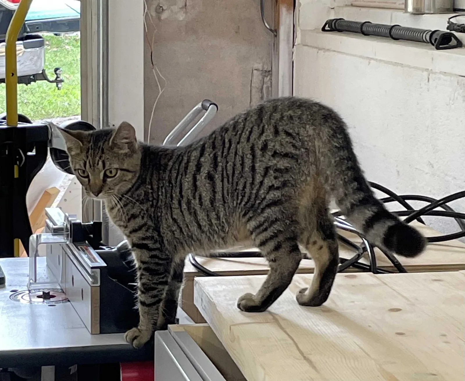 Found cat in Athens, TN, 37303