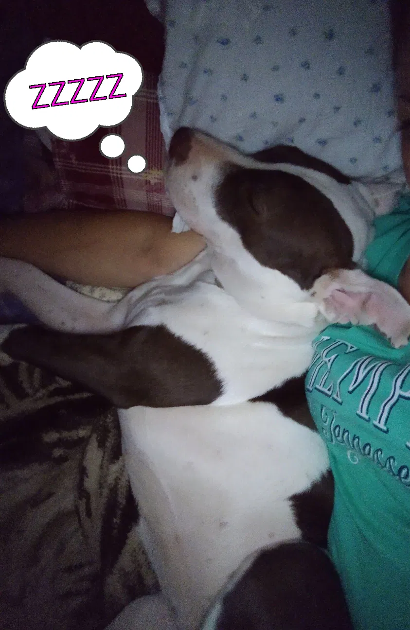 Lost dog in Las Cruces, NM, 88001