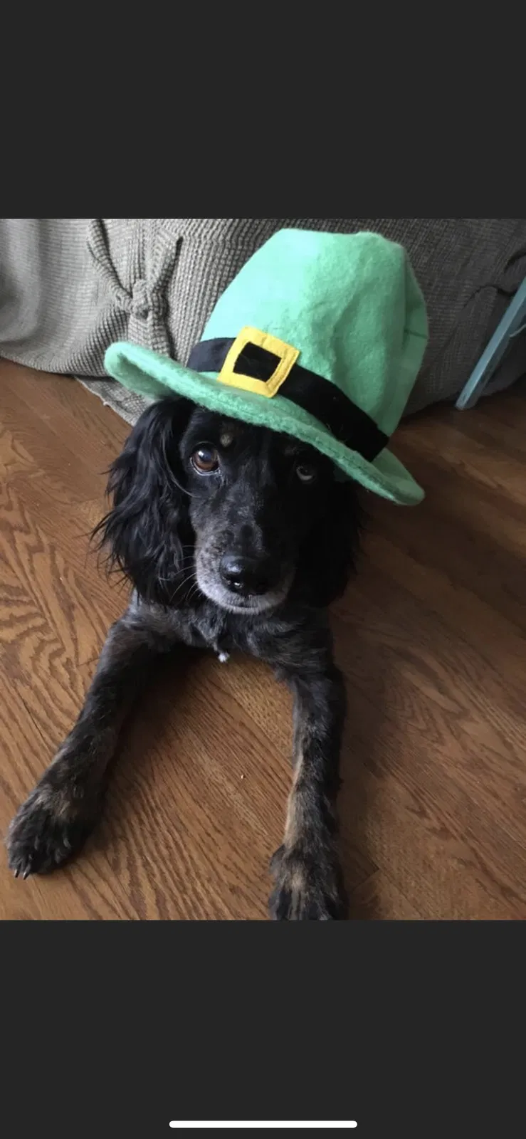 Lost dog in Springboro, OH, 45066
