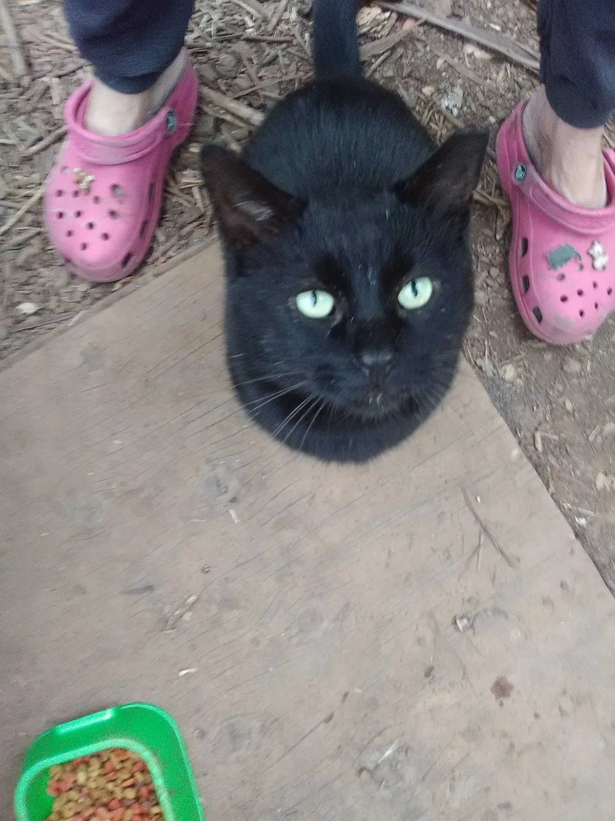 Lost cat in San Mateo, CA, 94401