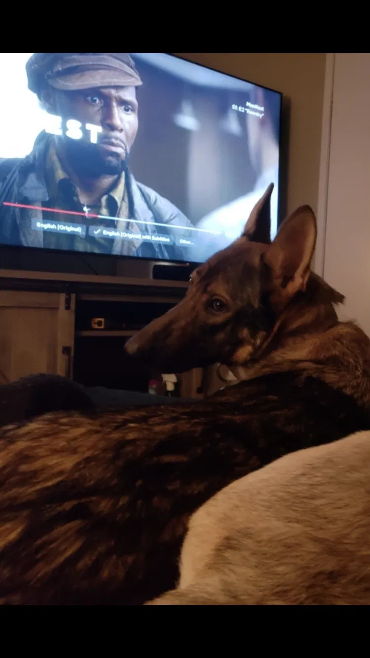 Lost dog in Hallsville, TX, 75650