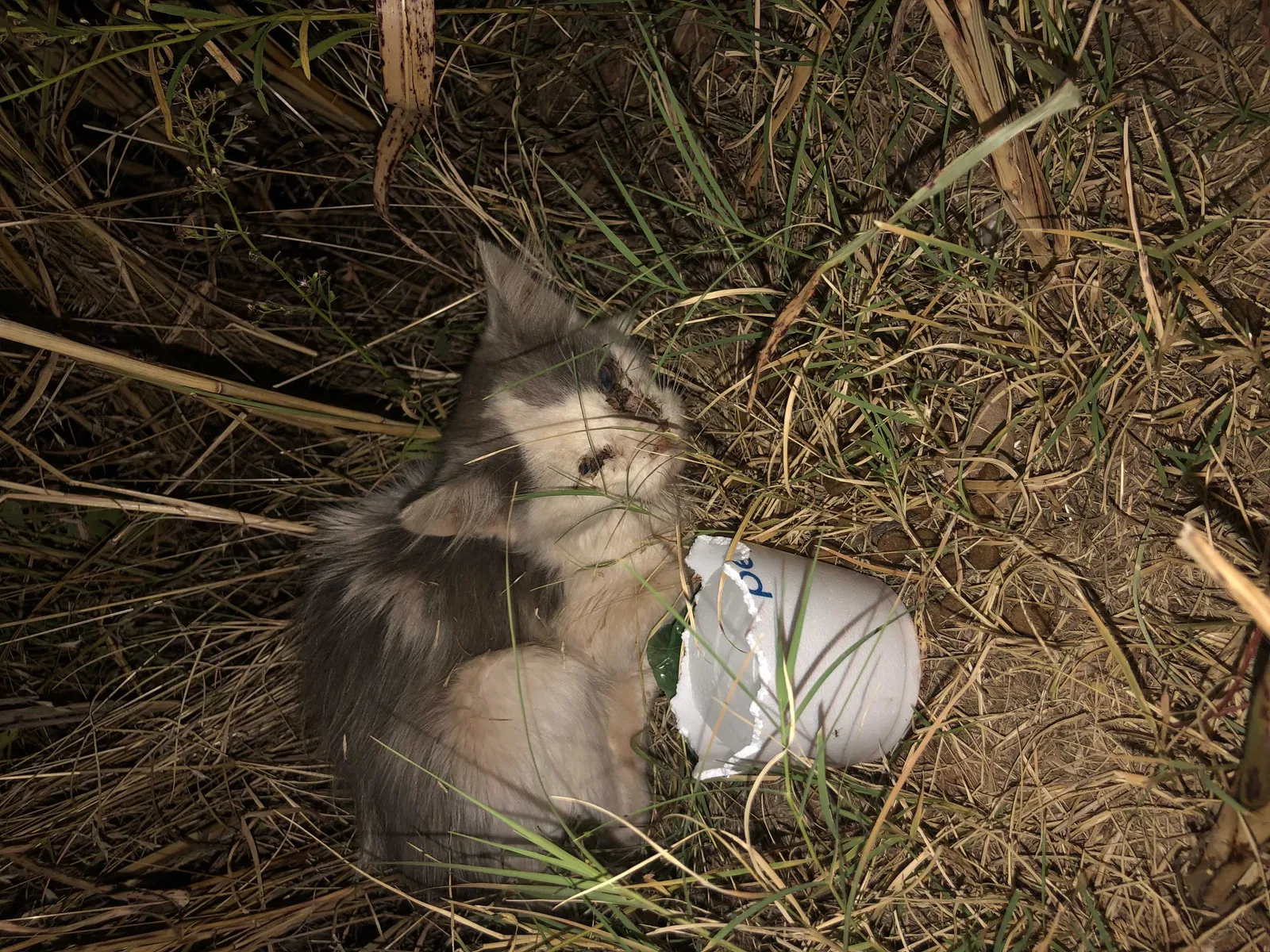 Found cat in Perry, OK, 73077