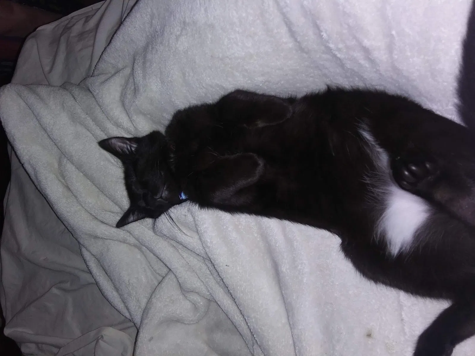 Lost cat in Nashville, TN, 37207