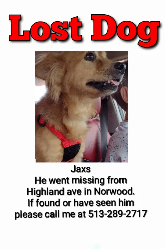 Lost dog in Cincinnati, OH, 45212