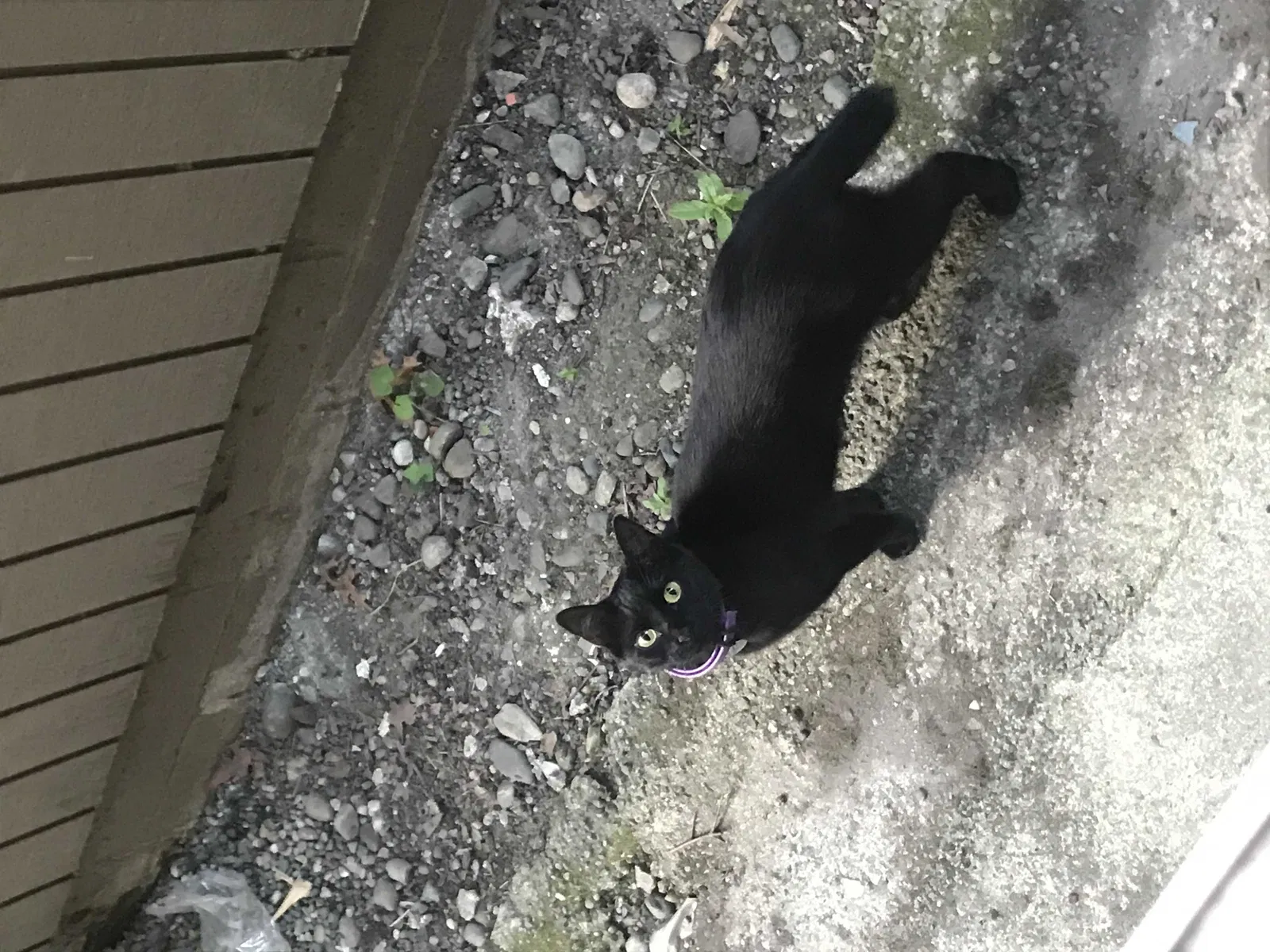 Lost cat in Seattle, WA, 98122