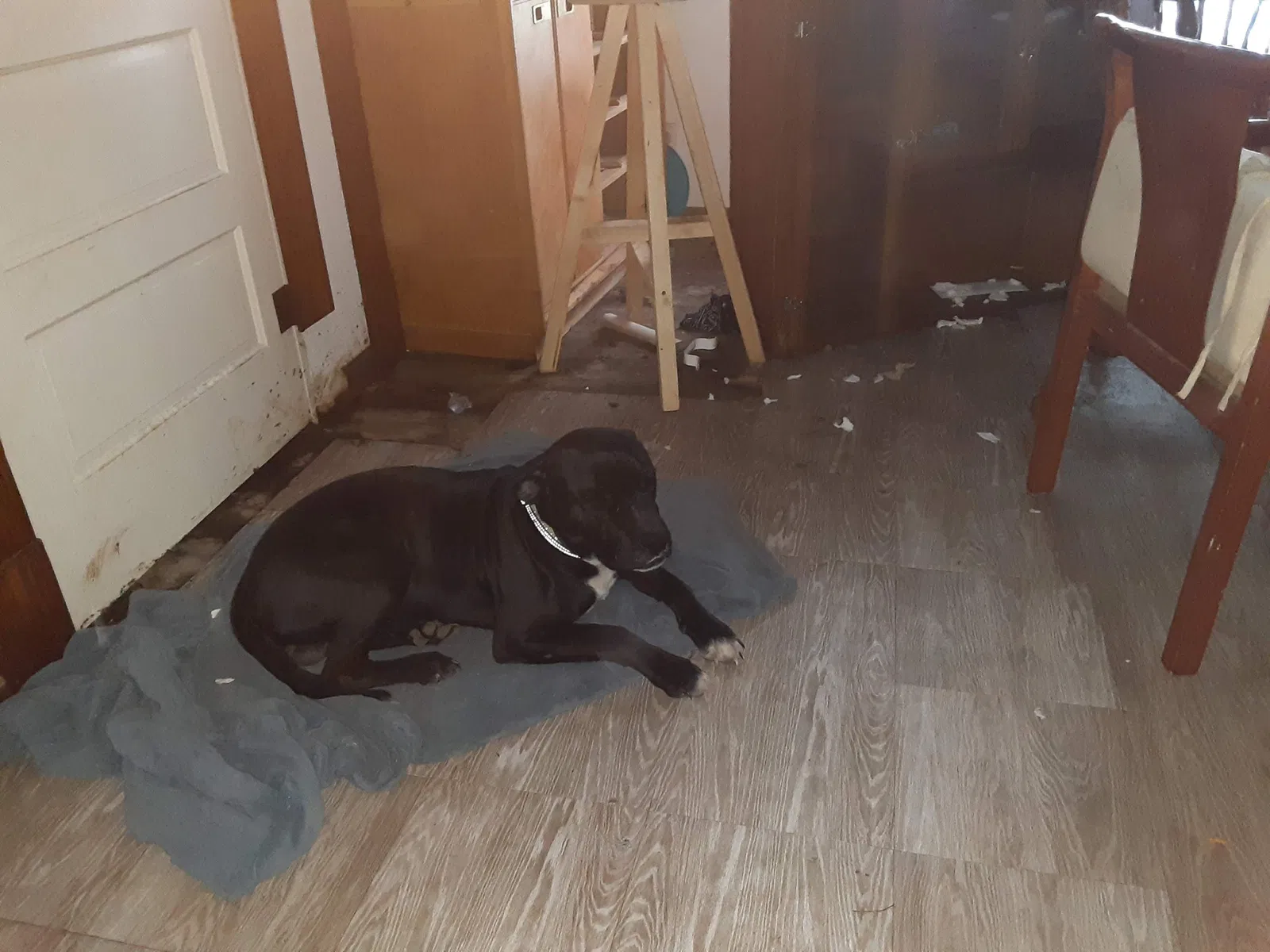 Lost dog in Shelbina, MO, 63468