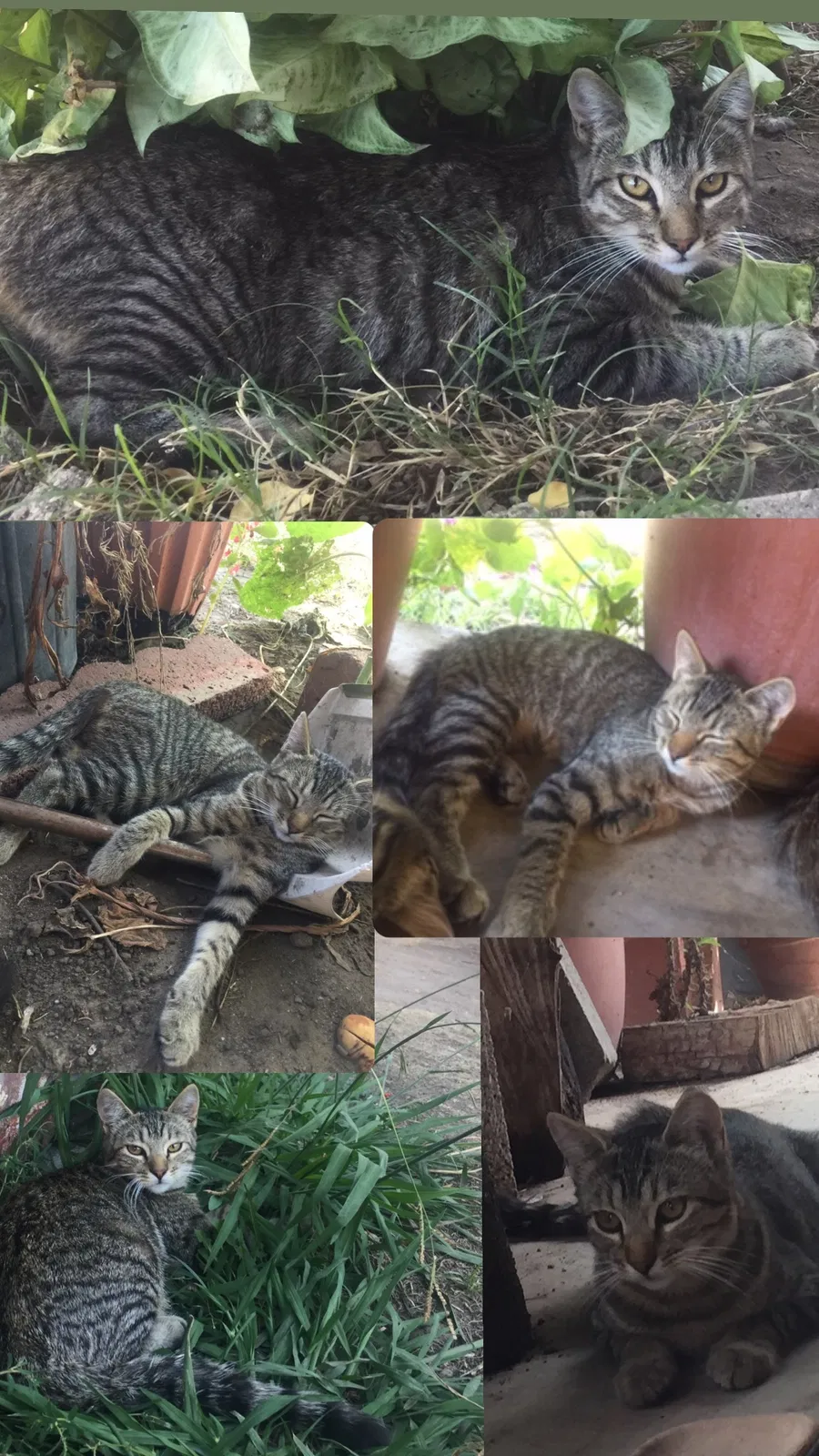 Lost cat in El Monte, CA, 91732