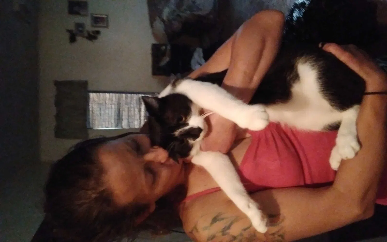 Lost cat in Bonham, TX, 75418