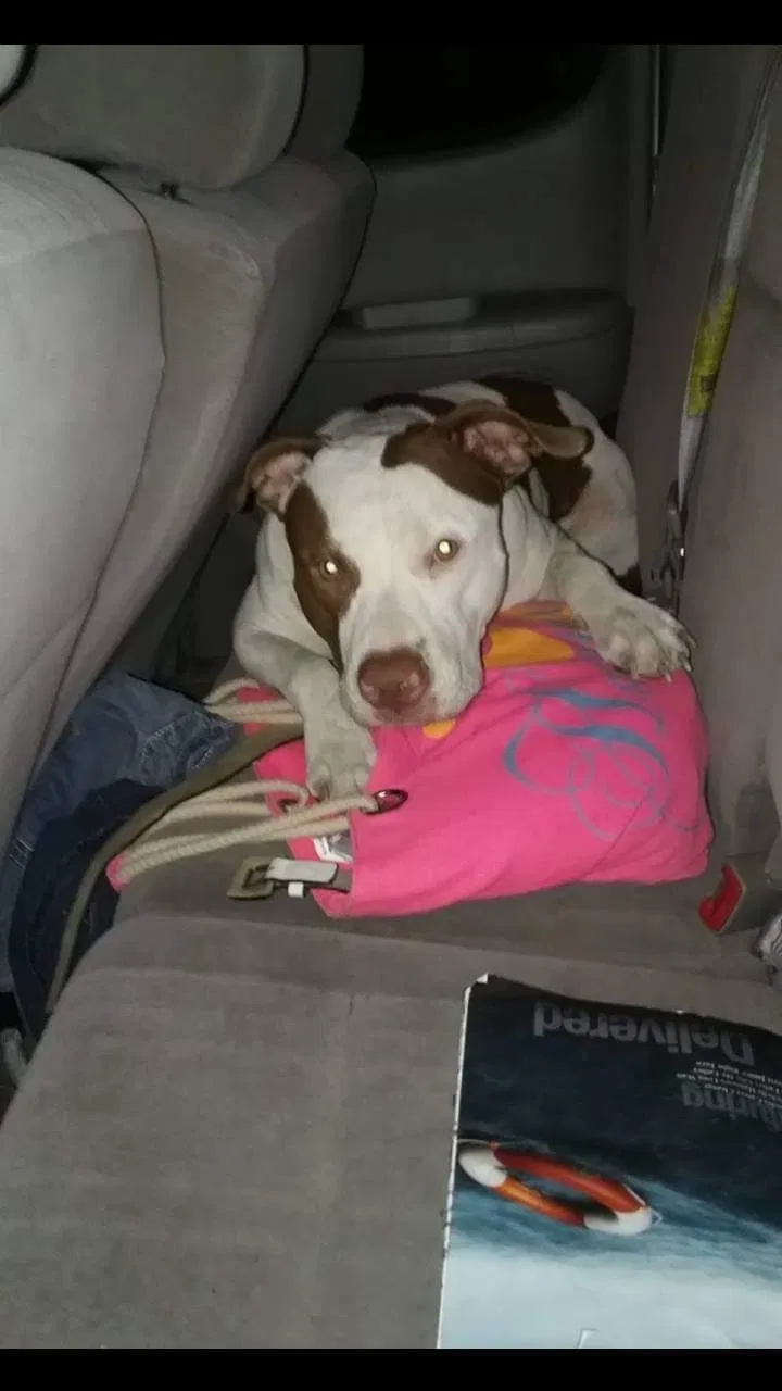Lost dog in Humble, TX, 77338