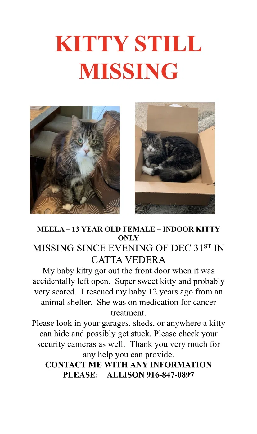 Lost cat in Lincoln, CA, 95648