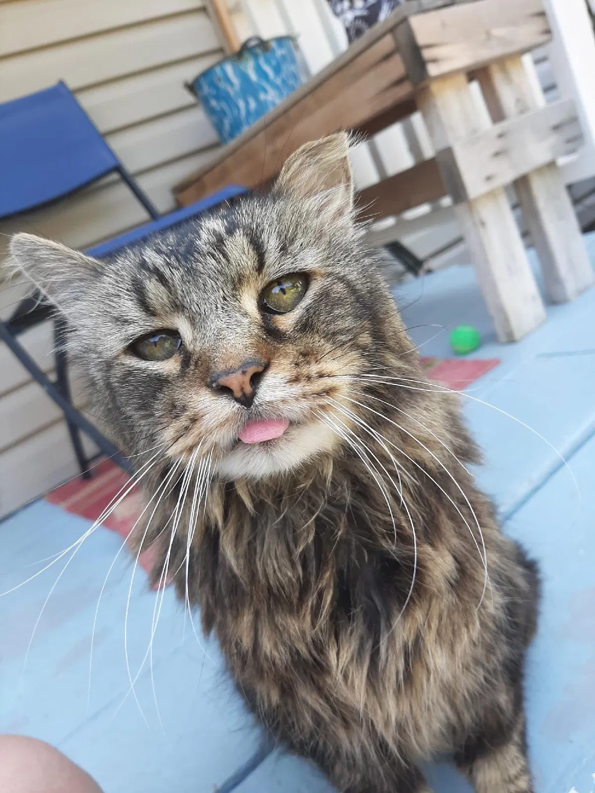 Lost cat in Omaha, NE, 68131