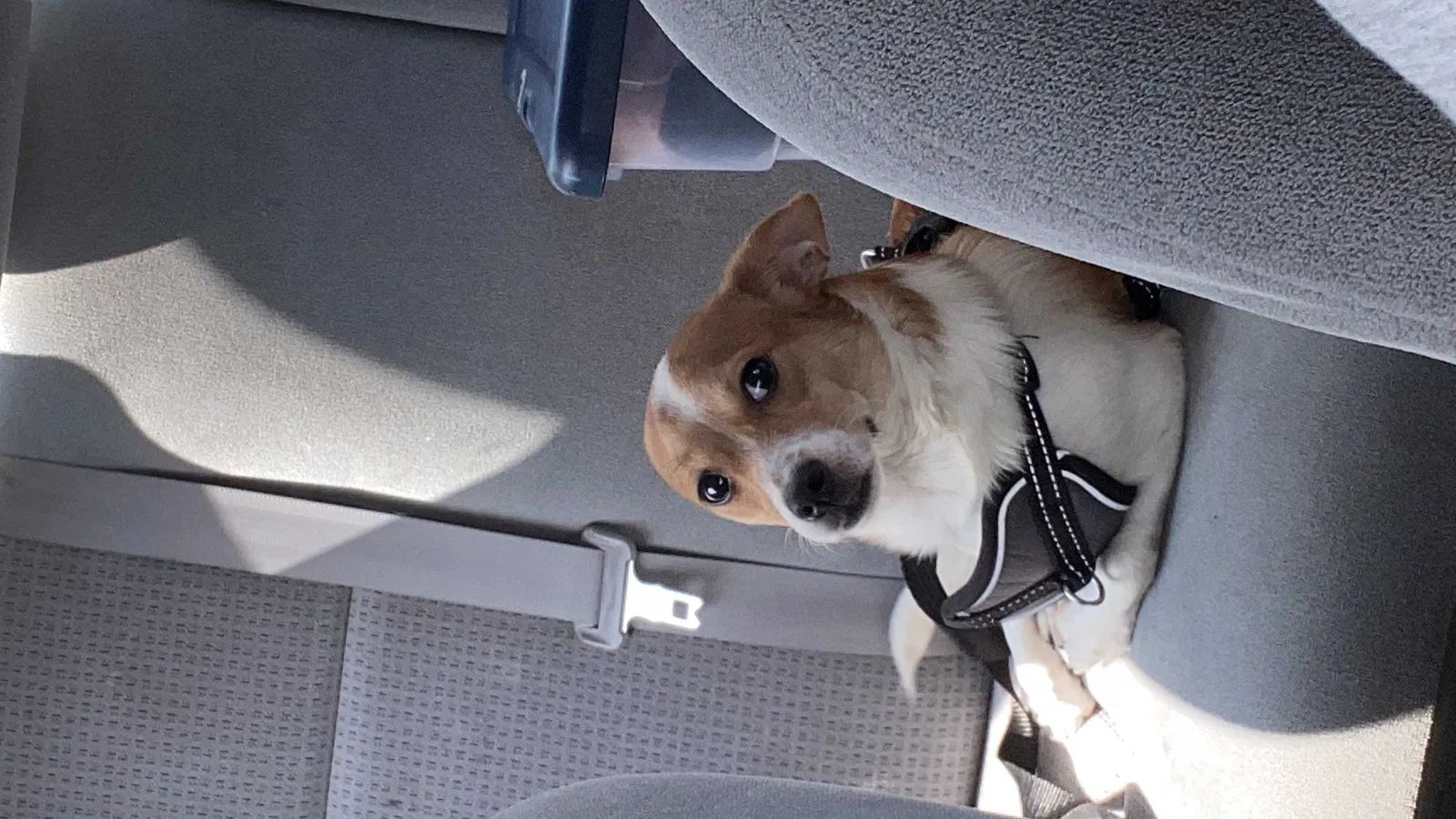 Lost dog in Temecula, CA, 92592