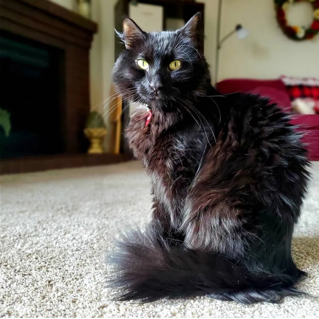 Lost cat in Fountain, CO, 80817