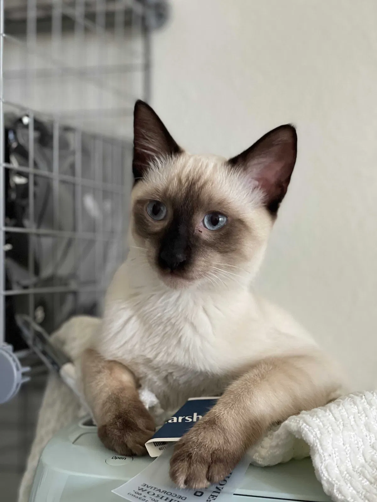 Lost cat in North Hollywood, CA, 91605