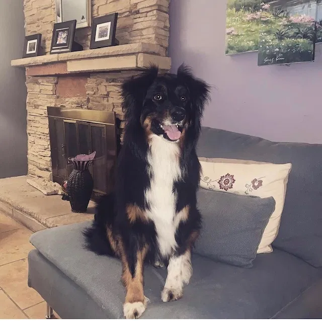 Lost dog in San Diego, CA, 92119