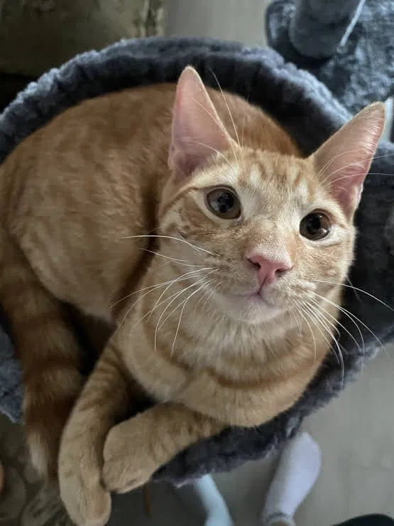 Lost cat in Panorama City, CA, 91402