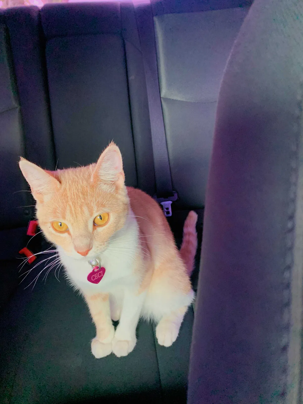 Lost cat in Valley Center, CA, 92082
