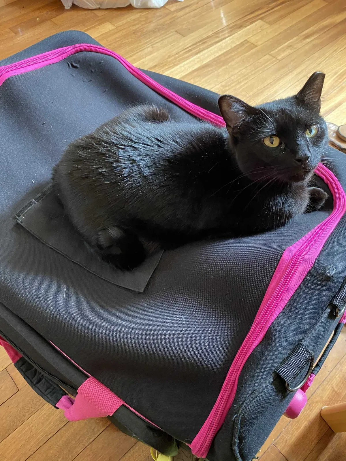 Lost cat in Lowell, MA, 1854