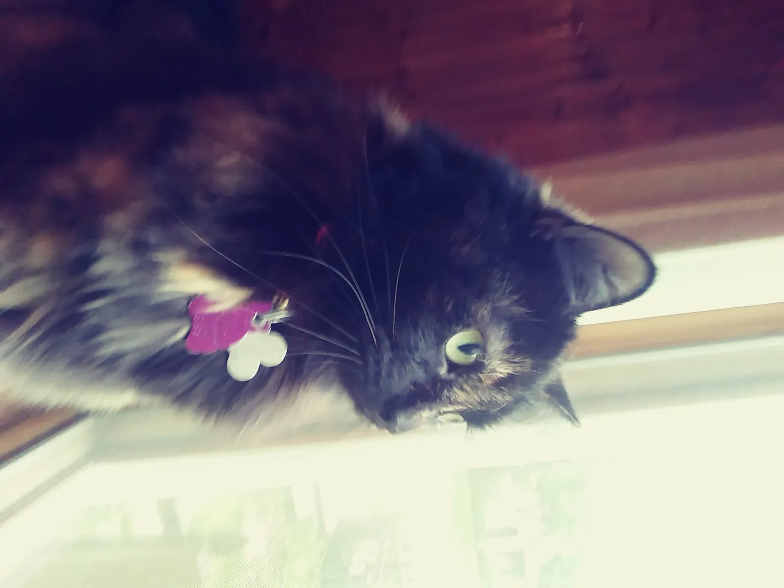 Lost cat in Burlington, WI, 53105