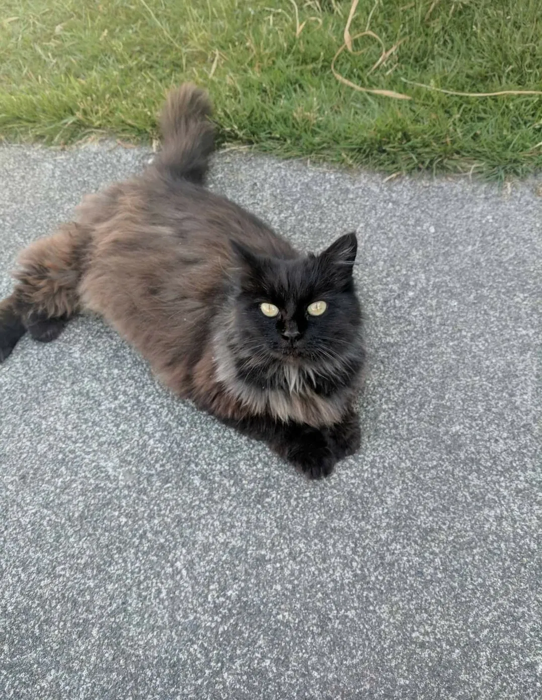 Lost cat in Everett, WA, 98201